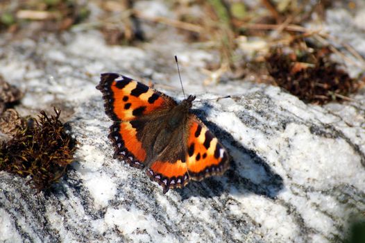 butterfly on stone