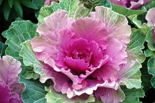 flowering kale