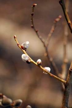 blossomig catkin