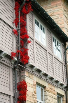 red climbing flower