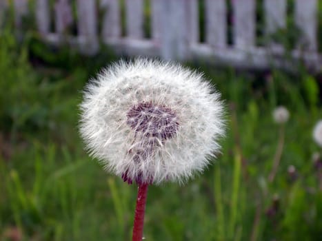 dandelion parachute ball