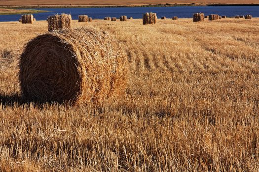 Corn field with bales of straw with a lake in the background in South Africa