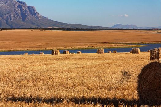 Corn field with bales of straw with a lake in the background in South Africa