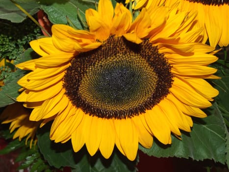 big beautiful sunflower