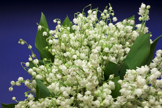 Beautiful fresh Lily-of-the-valey flowers over dark blue background