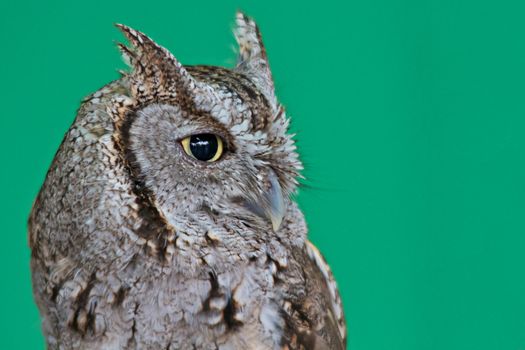 Screech owl in front of a green background.