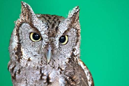 Screech owl in front of a green background.