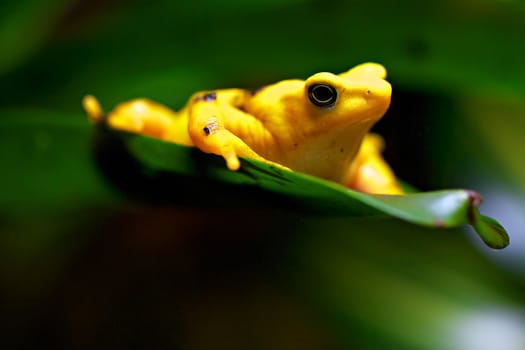 Close up photograph of a yellow frog resting on a leaf.