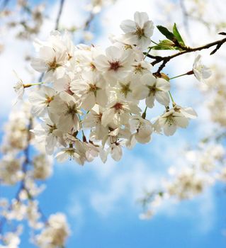 japanese cherry blossoms, high-key
