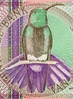 Black throated mango on 10 gulden banknote from Suriname