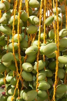 Image of green unripe Arabian dates growing on a tree at Abu Dhabi, United Arab Emirates.