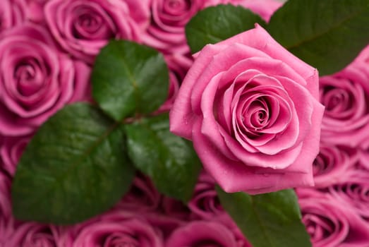 Pink rose with drops of water over other roses and leaves. 