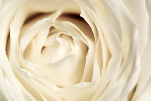 Cream-coloured rose - intentional shallow depth of field emphasize softness.