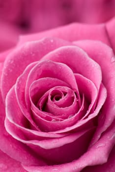 Pink rose with drops of water - selective focus, intentional shallow depth of field.