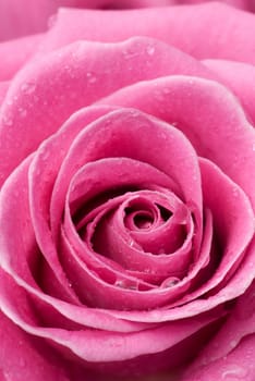 Pink rose with drops of water.