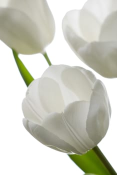 White tulip isolated on white - intentional shallow depth of field.