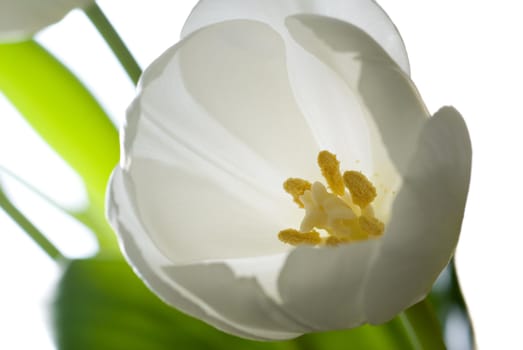 White tulip isolated on white - intentional shallow depth of field.