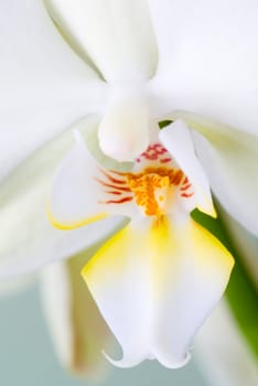 Orchid flower detail - selective focus.