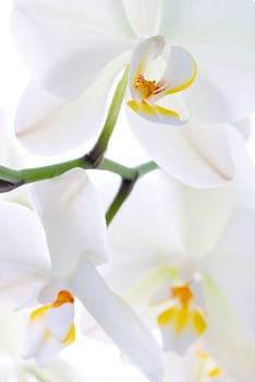 Orchid flower twig - selective focus on the upper flower.