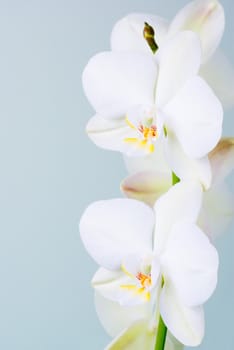 Orchid flowers - shallow depth of field.