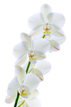 Twig of orchid flowers isolated on white.