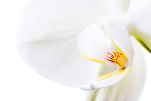 Orchid flower isolated on white.