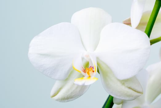 White orchid flowers (Phalaenopsis)- shallow depth of field.