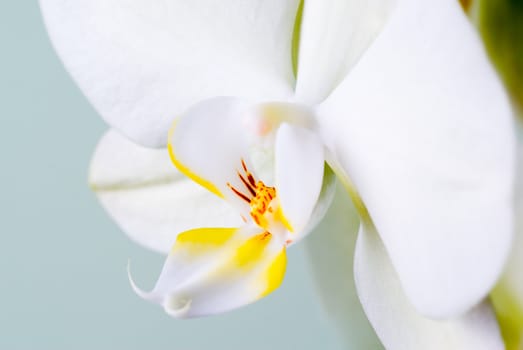 Orchid flower detail - selective focus.