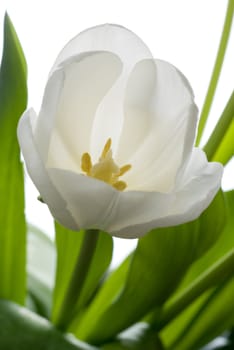 White tulip isolated on white - intentional shallow depth of field.