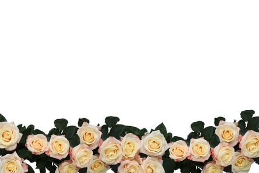 background of the many roses (wedding, the day of St. Valentine)