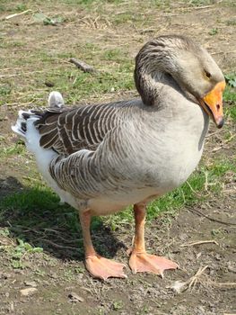 Free-range goose on a farm