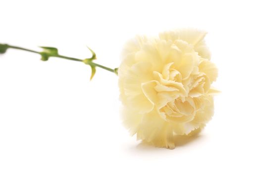 white carnation flower