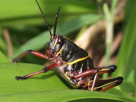 This type of grasshopper or locust your choice of words, invades Florida gardens during the start of tropical storm season every year like clockwork.