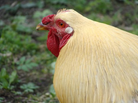 Beautiful cock closeup 