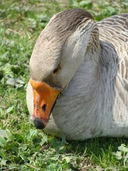 Free-range goose on a farm 