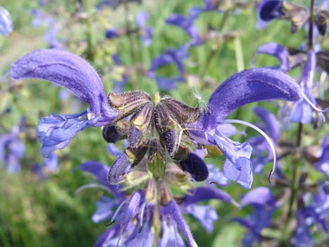 Violet field flower with the dismissed petals 