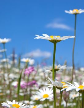 An image of a beautiful marguerite background
