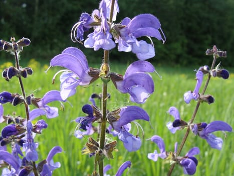 Violet field flower with the dismissed petals 