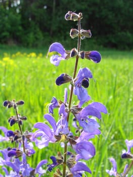 Violet field flower with the dismissed petals 