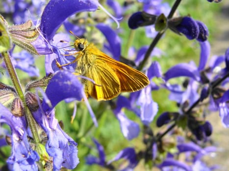 Moth on a violet flower close up