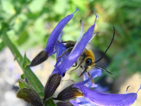 Bee on a violet flower close up