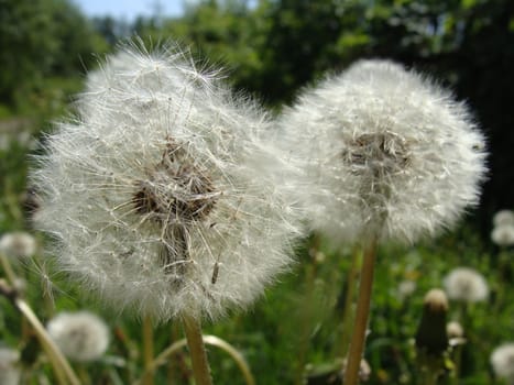 Dandelion flower in a green grass 