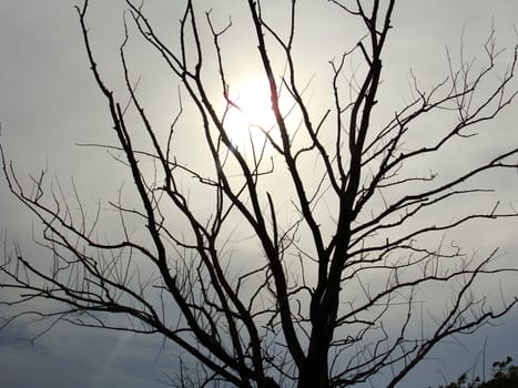 Dry tree against a sunset