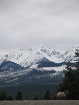 rocky mountain top view