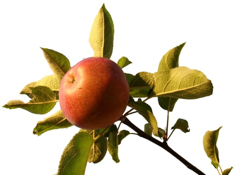 a red apple on the branches with leaves, isolated on a white background