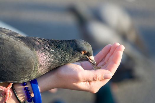 Woman cares of pigeon that is feeding seeds from palm