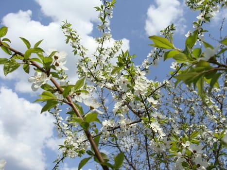 Cherry branch covered with colours against the sky 