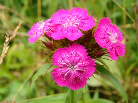 The dismissed buds of a pink beautiful carnation 