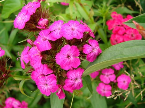 The dismissed buds of a pink beautiful carnation 