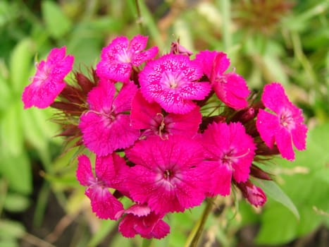 The dismissed buds of a pink beautiful carnation 